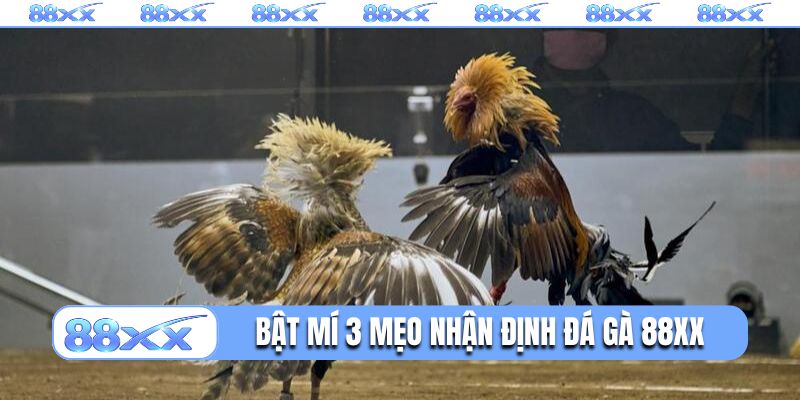 Bật mí 3 mẹo nhận định đá gà 88XX