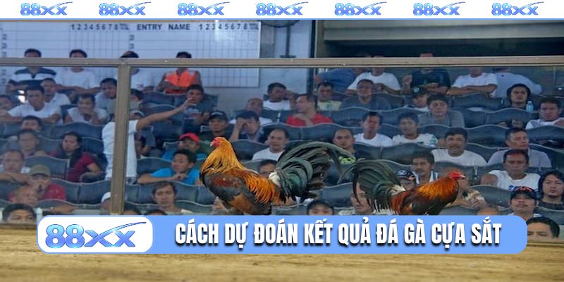 Cách dự đoán kết quả đá gà cựa sắt