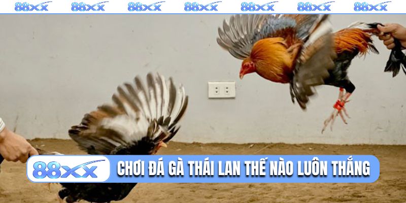 Chơi đá gà Thái Lan thế nào để luôn thắng