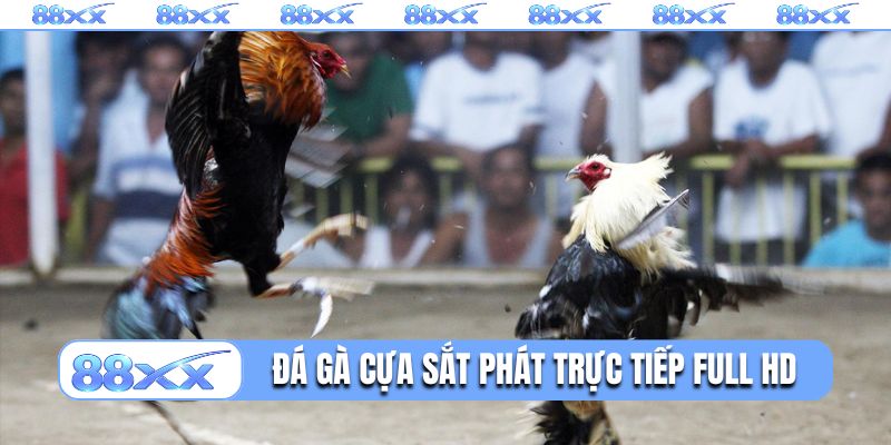 Đá gà cựa sắt phát trực tiếp full HD