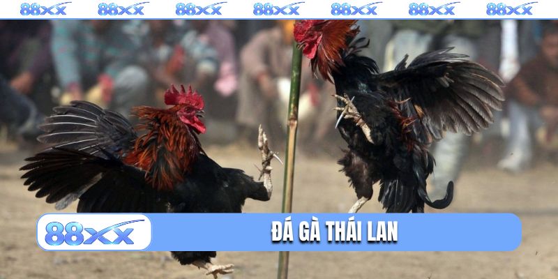 Đá gà Thái Lan