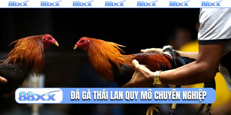Đá gà Thái Lan quy mô chuyên nghiệp, rộng lớn