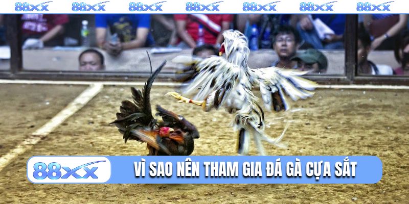 Vì sao nên tham gia đá gà cựa sắt